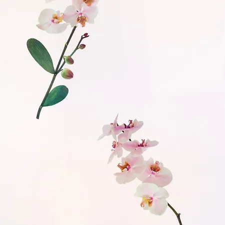 Orhideja * Gornji Karin